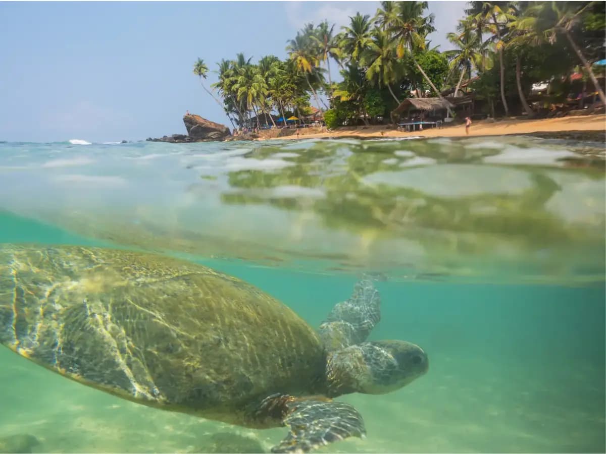 Hikkaduwa Beach & Coral Sanctuary