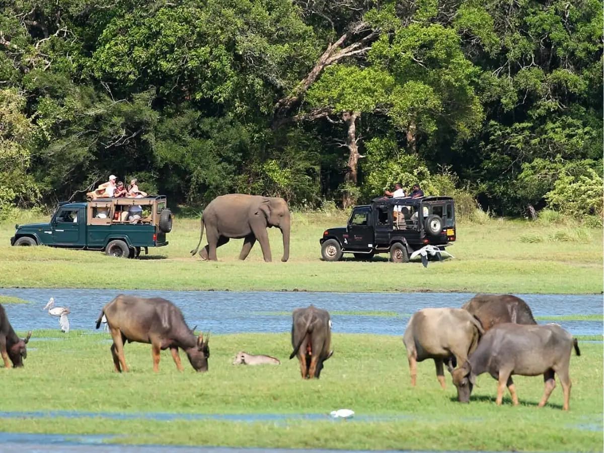 Minneriya National Park