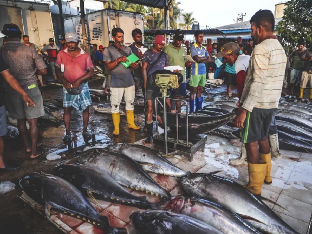 Negombo Fish Market (Lellama)