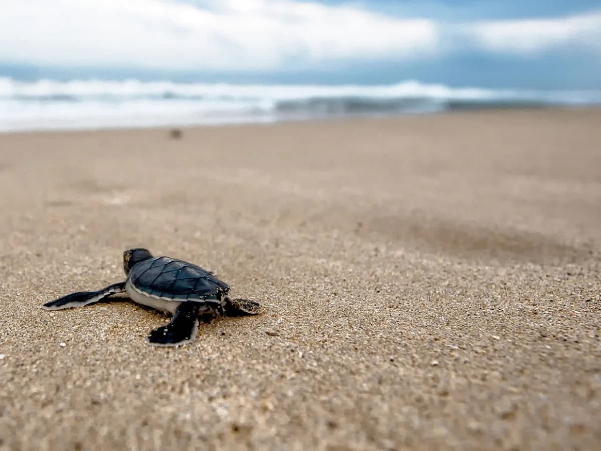 Rekawa Turtle Beach