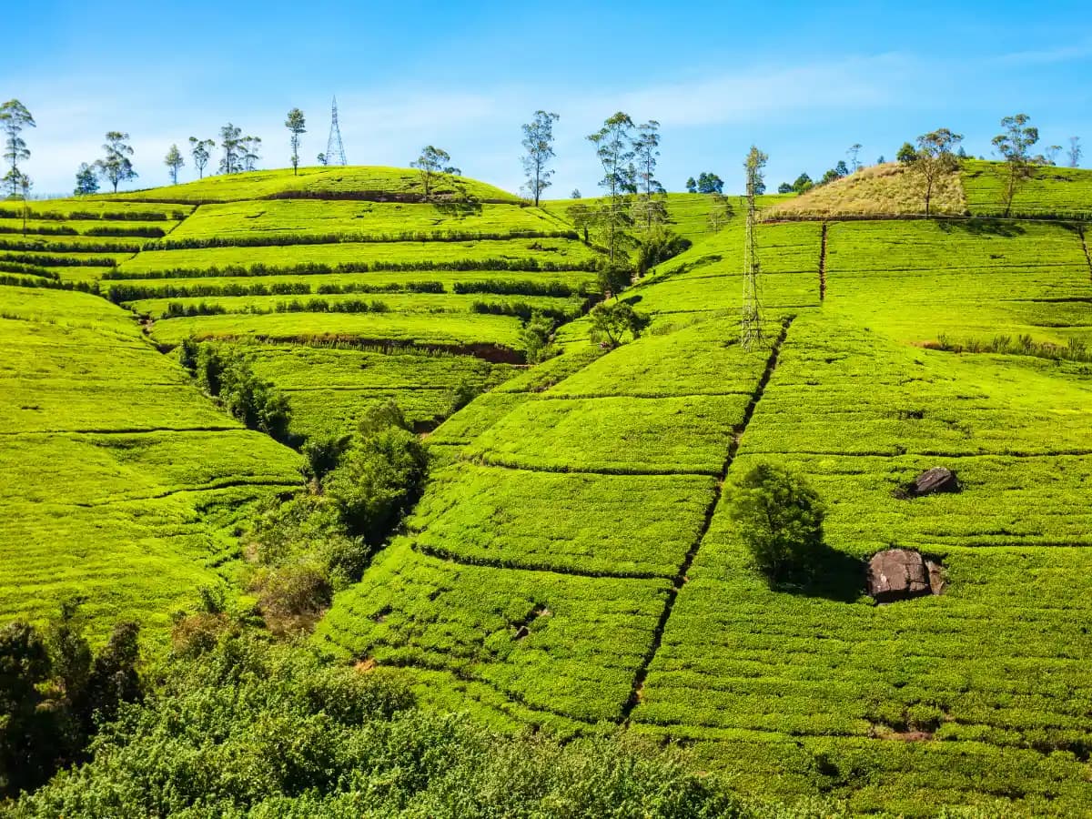 Nuwara Eliya