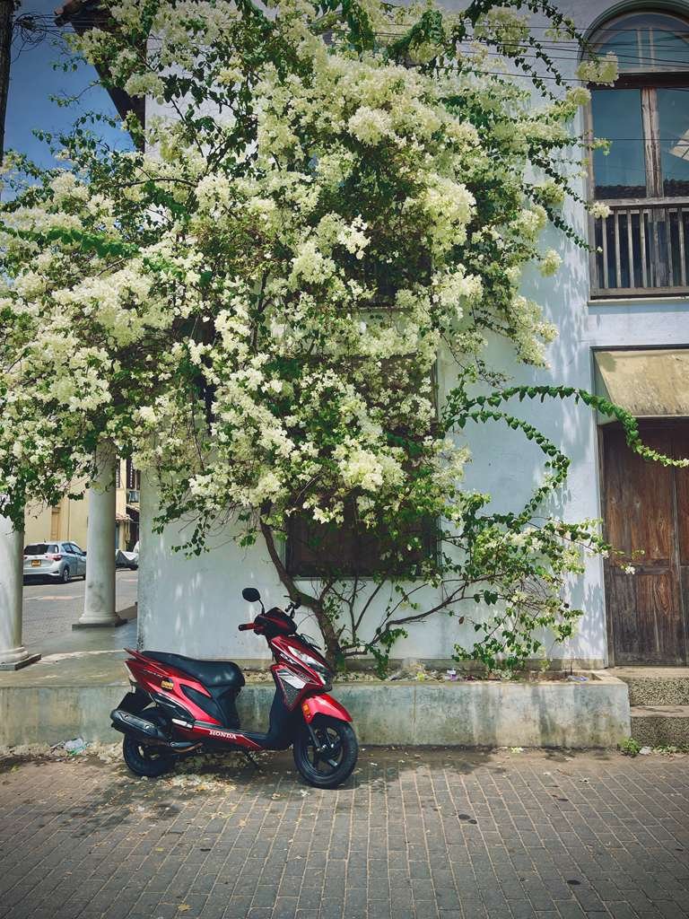 Rent a Scooter in Galle, Sri Lanka | From USD 8/Day 2 Rent a Scooter in Galle Sri Lanka