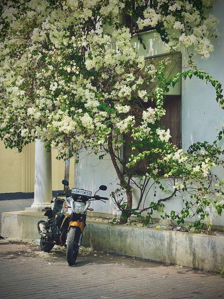 Rent a Motorbike in Galle, Sri Lanka | From USD 10/Day 1 Rent a Motorbike in Galle Sri Lanka